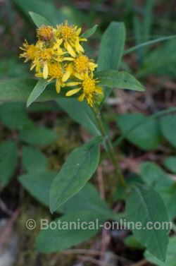 Goldenrod