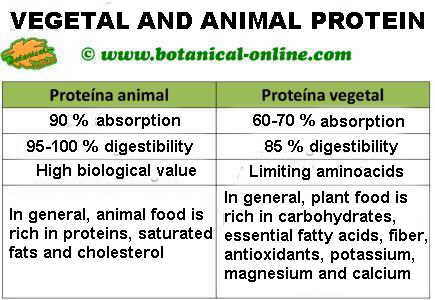 Diferencias entre la proteína animal y vegetal, vegetarianismo