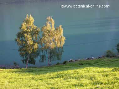 River landscape