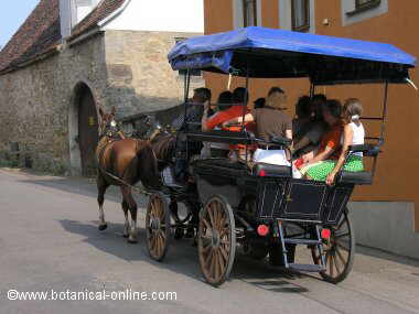 horse wagon