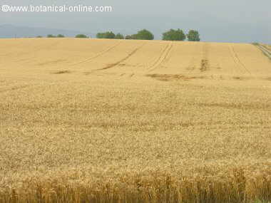 Wheat field