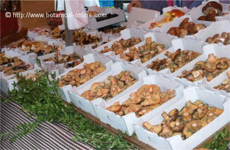 edible mushrooms in a market