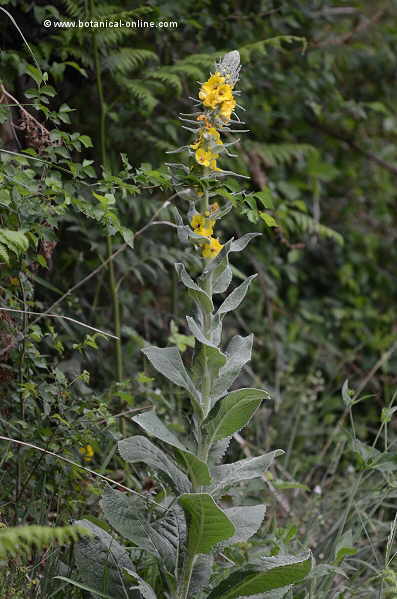 Verbascum pulverulentum plant