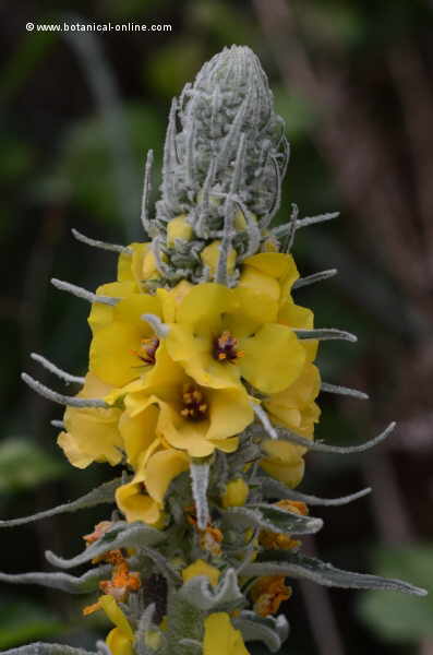 Verbascum pulverulentum