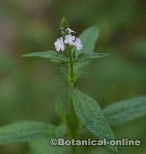 Vervain flower 