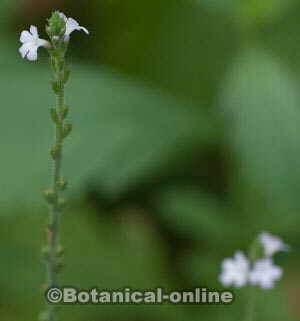 Vervain flower photo 