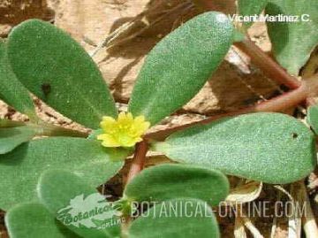 Purslane leaves and flower