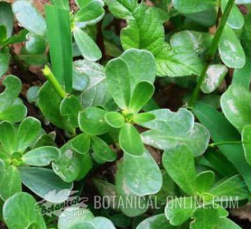 purslane