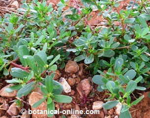 wild purslane