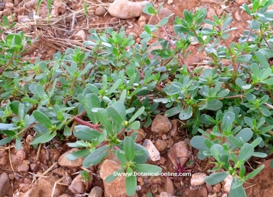 vWild purslane