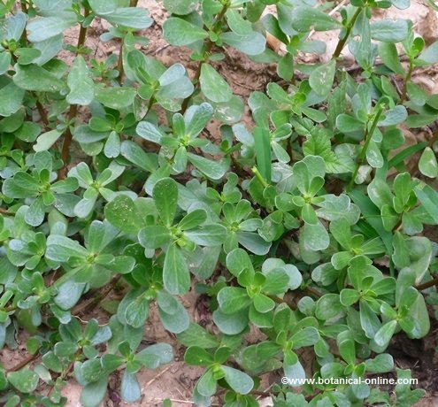 Purslane leaves