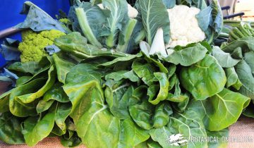 green leafy vegetables in a market