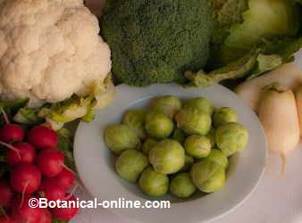 vegetable broccoli cauliflower turnip radish