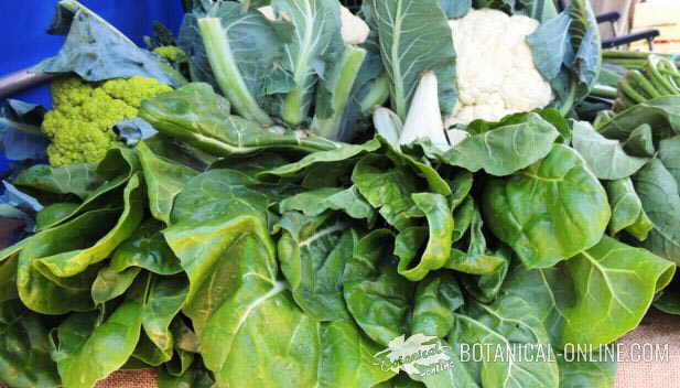 Vegetables in a market