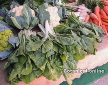 Organic vegetables in a market 