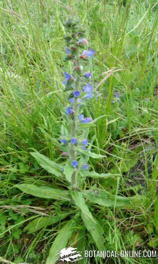 viborera echium vulgare general aspect