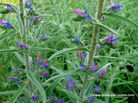 viper's bugloss