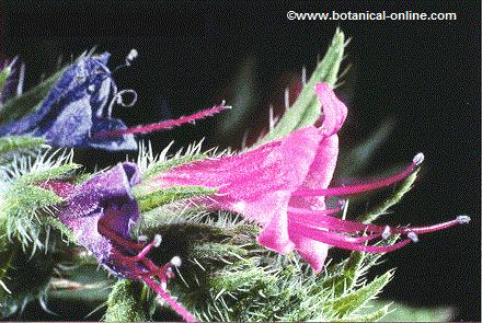 Viper's bugloss photo