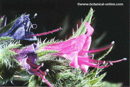 Viper's bugloss