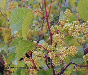 Wild grape vine