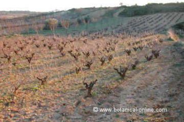 Vineyard during winter 