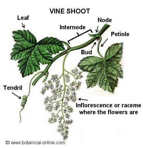 Vine shoot with leaves and racemes