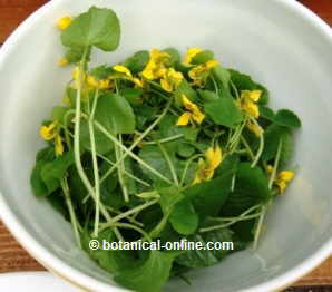 viola tricololor edible flowers