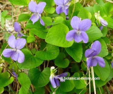 Violet flowers and leaves