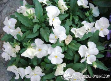 Pansy (Viola spp.) with white flowers 
