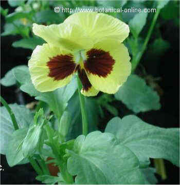 Pansy flower