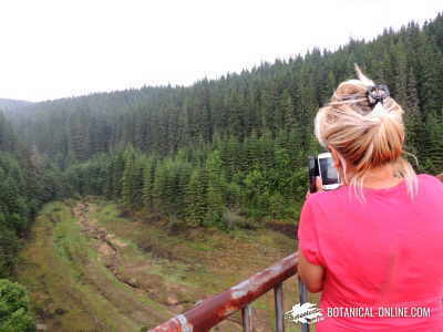 woman from a bridge