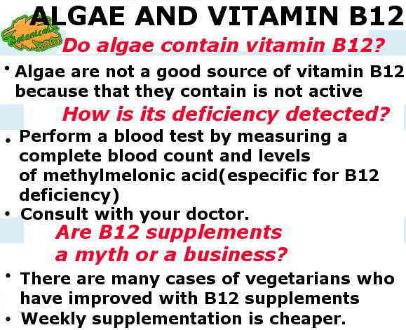 Main ideas of vitamin B12 from algae.