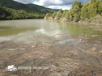 Contaminated river