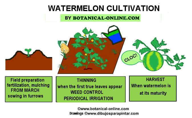 watermelon cultivation tasks