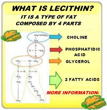 phosphatidylcholine lecithin structure phospholipid soy lecithin