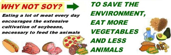 Ecological impact of meat to feed animals and people