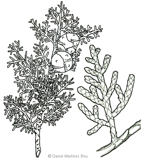 drawing of cypress