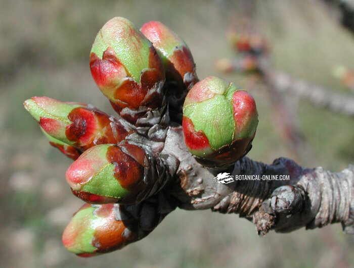 almond bud