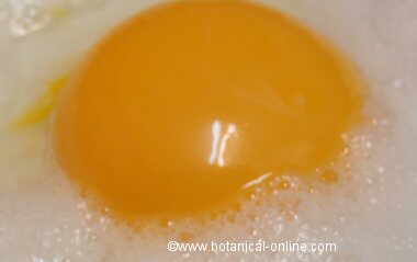 Big egg yolk