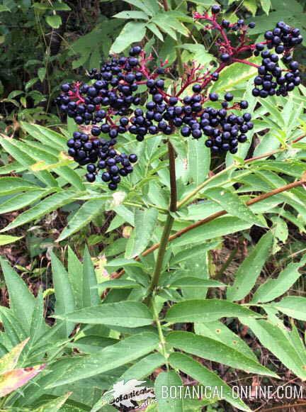 Sambucus ebulus fruits