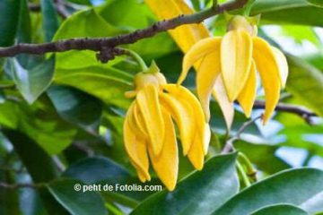 Ylang -ylang flower