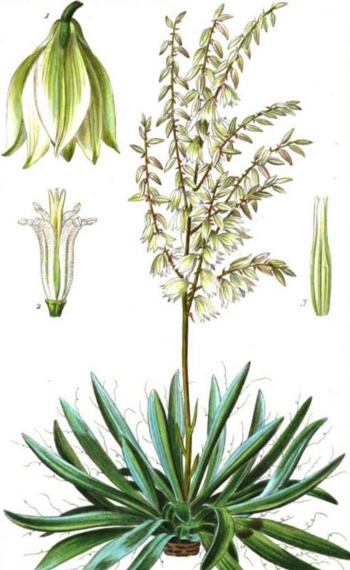 Yucca filamentosa 