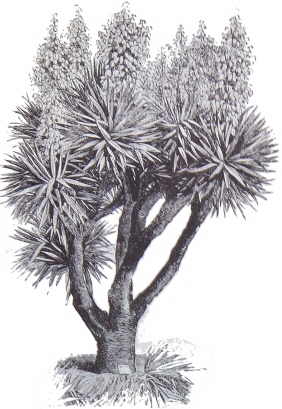 Yucca filamentosa 