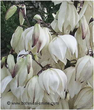 Yucca flowers