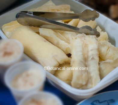 cassava