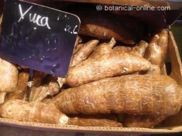 cassava