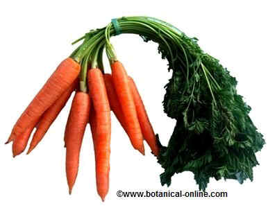 Carrots