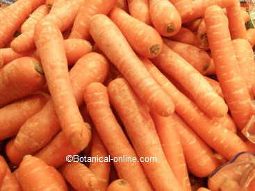 Carrots