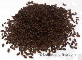 psyllium seeds