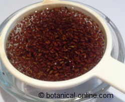 Psyllium seeds 